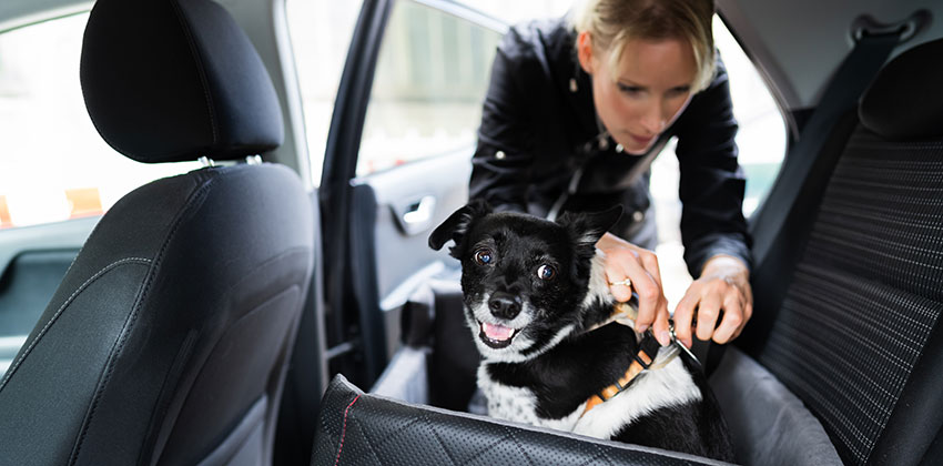 Pes v avtu, slika prikazuje, kako se uporabi avtomobilski sedež.