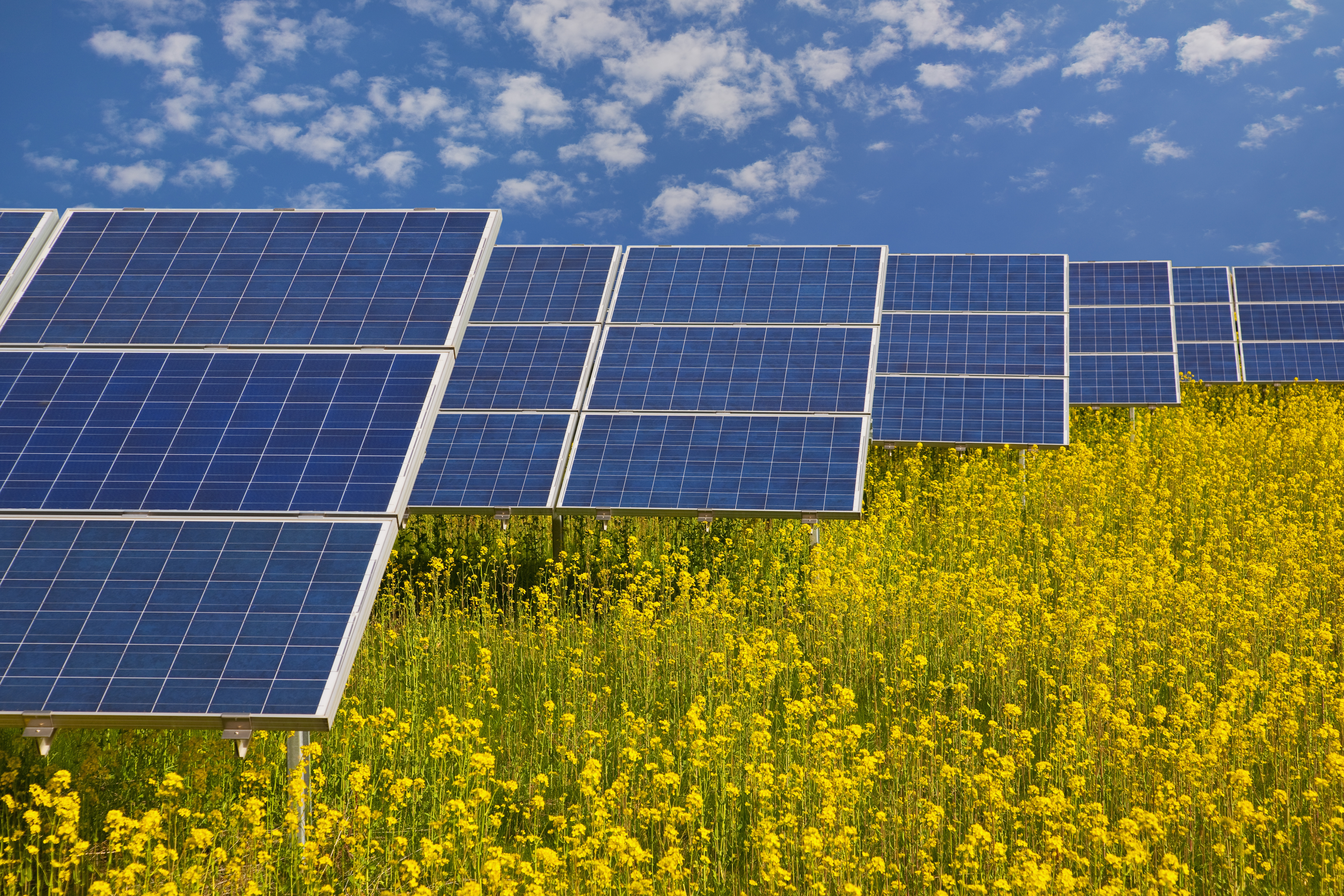 Solar panels in rapeseed field