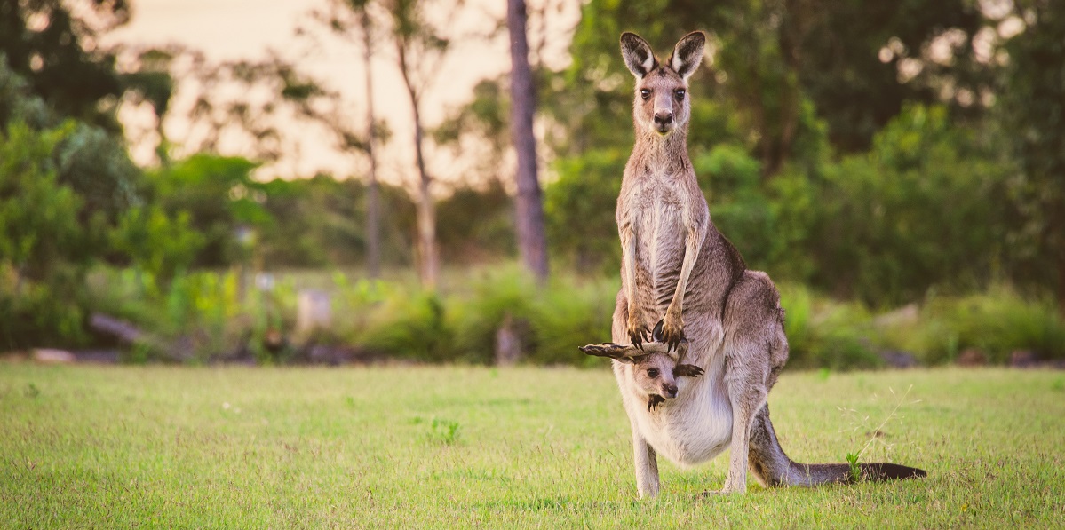 There is Something Humans Can Learn from Kangaroos GE Healthcare