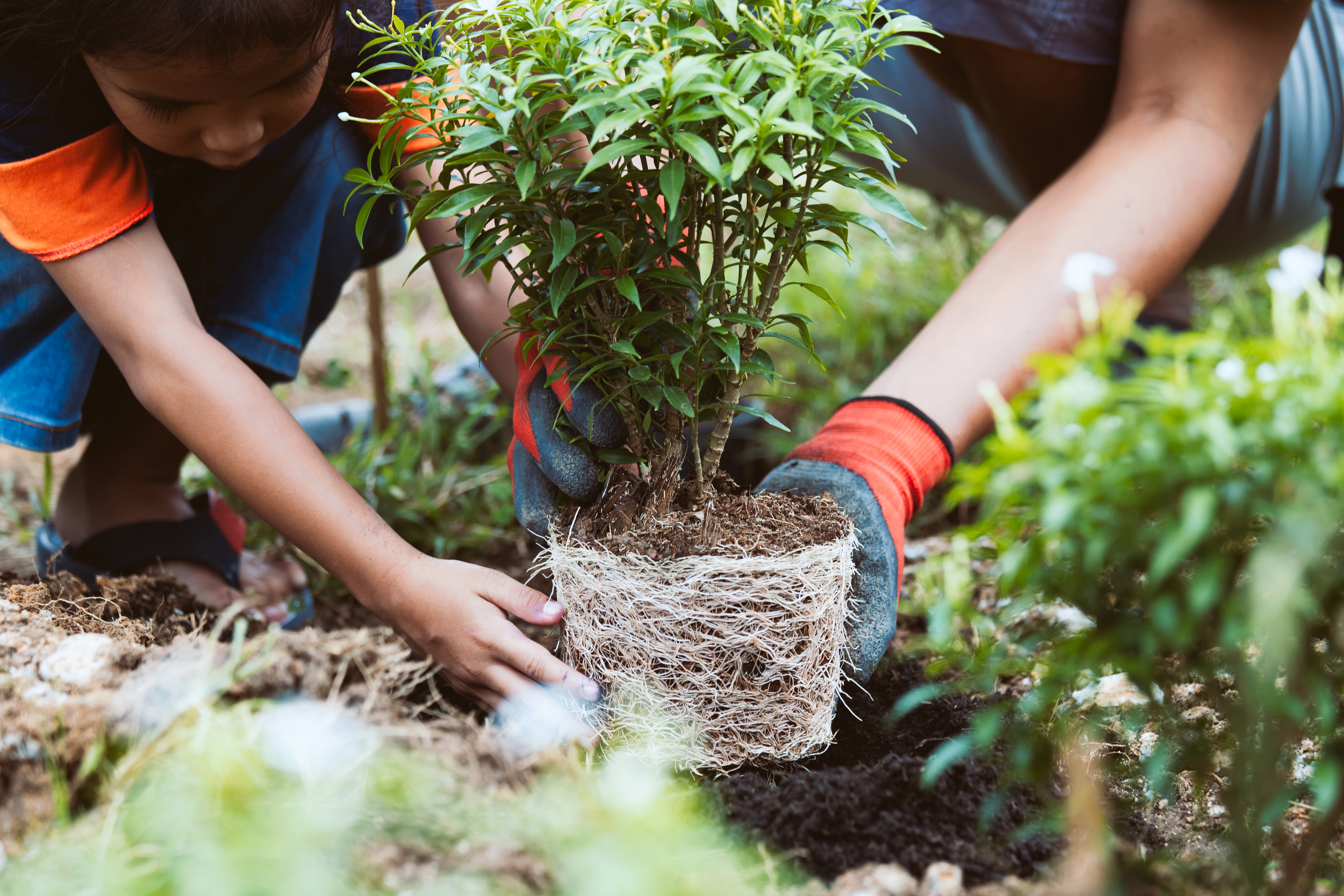 Asian child girl helping her father to plant the young tree in the garden