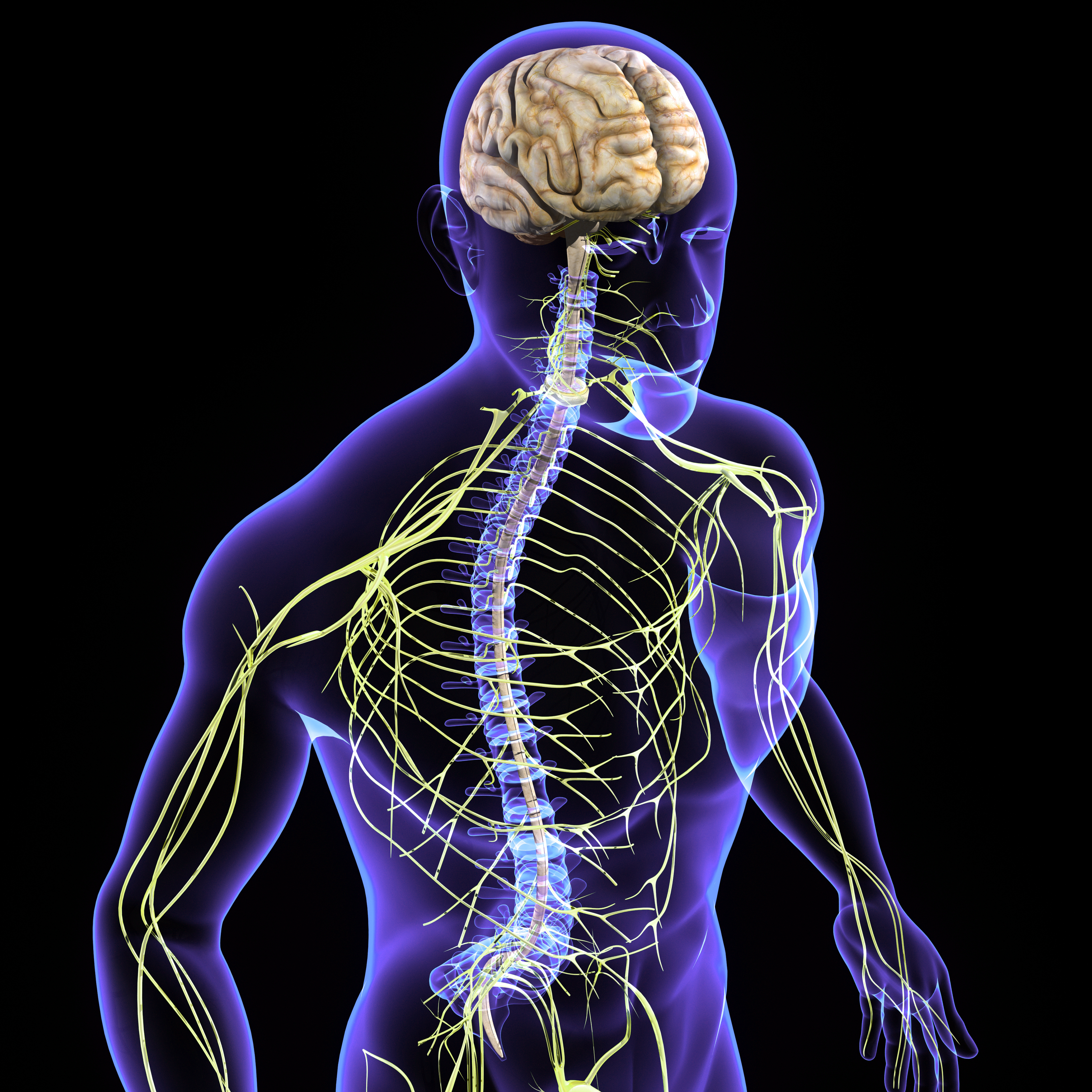 The nervous system is the part of an animal's body that coordinates its voluntary and involuntary actions and transmits signals between different parts of its body. Nervous tissue first arose in wormlike organisms about 550 to 600 million years ago. In most animal species it consists of two main parts, the central nervous system (CNS) and the peripheral nervous system (PNS). The CNS contains the brain and spinal cord. The PNS consists mainly of nerves, which are enclosed bundles of the long fibers or axons, that connect the CNS to every other part of the body.
