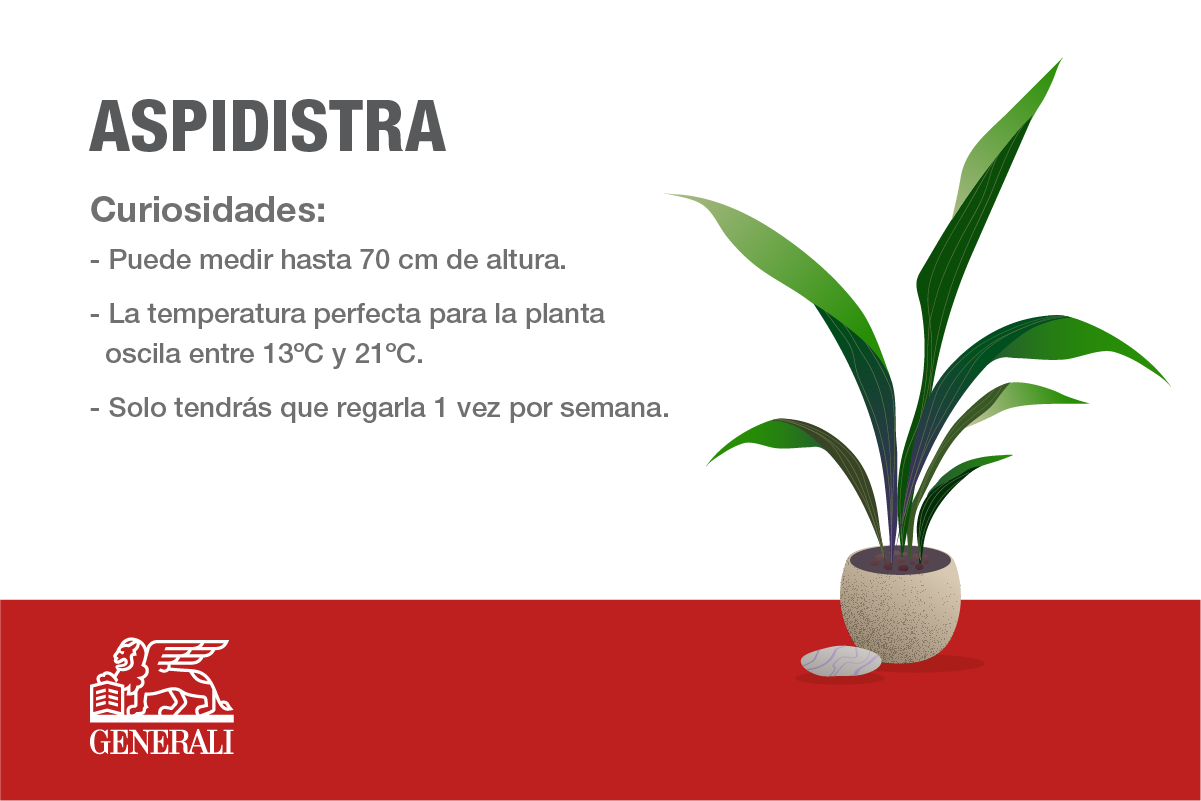 ASPIDISTRA.png