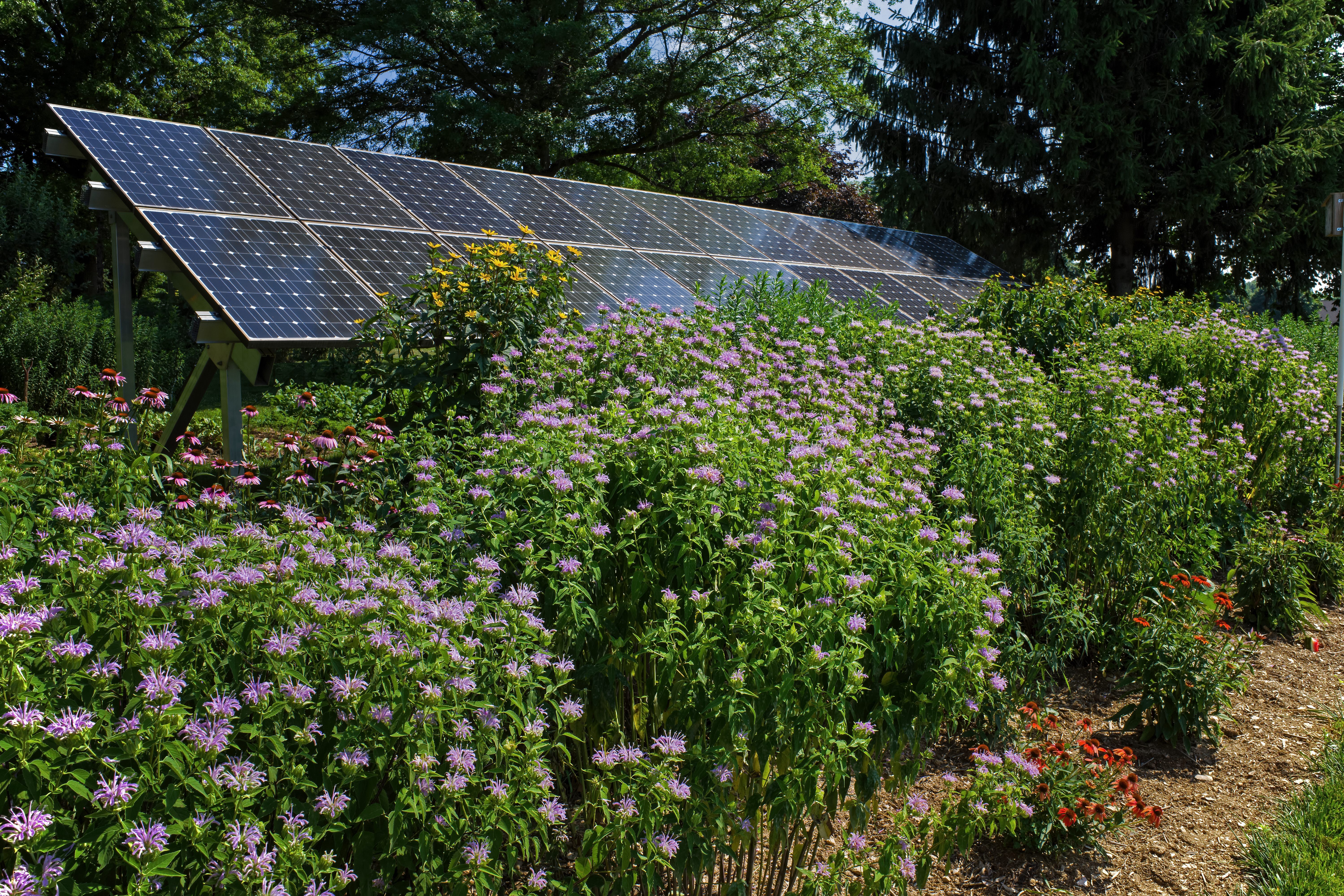 Pollinator garden, butterfly garden and solar panels on a bright summer’s day.