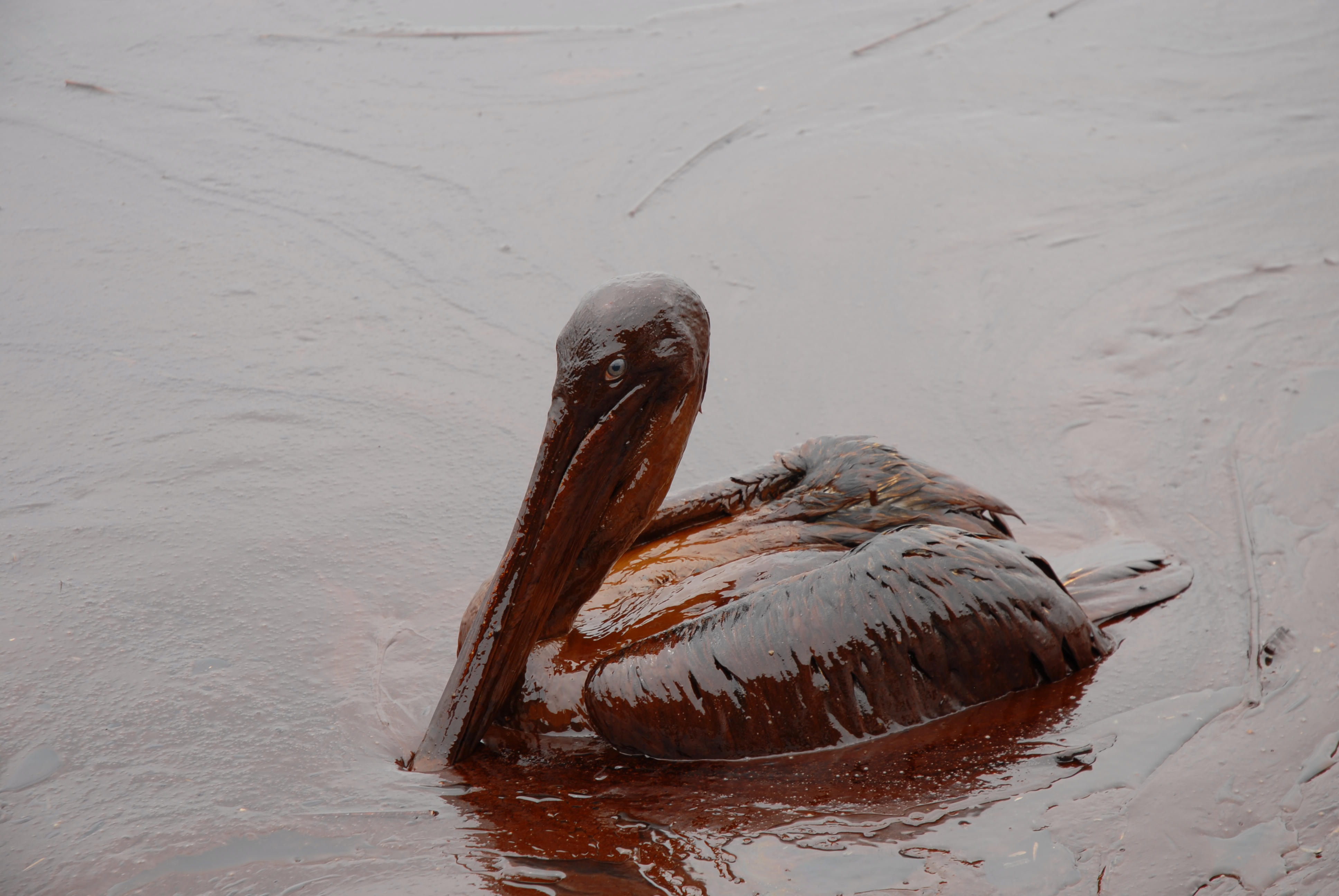 Oiled_Pelicans